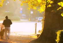 Kutyával Egerben: hova mehetünk a kedvencünkkel? Gazdi sétáltatja kutyáját egy napfényes parkban, kutyabarát egri sétához hasonló hangulatban